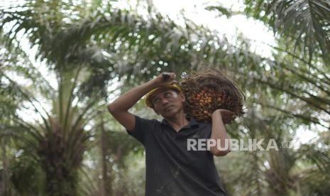 NTP Tembus Level Tertinggi 129,19, Gabah dan Kelapa Sawit Jadi Pendorong Utama