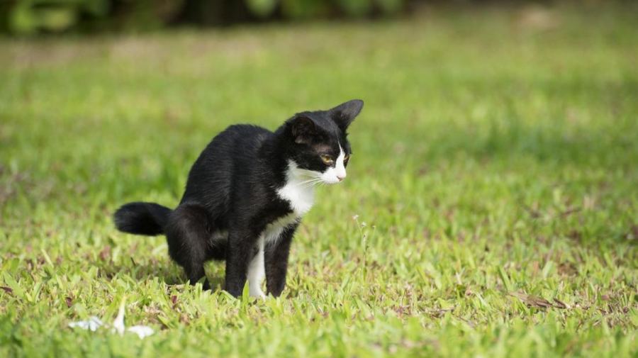 7 Cara agar Kucing Liar Tidak Buang Kotoran Sembarangan