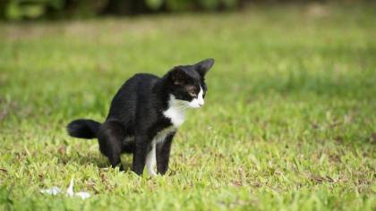 7 Cara agar Kucing Liar Tidak Buang Kotoran Sembarangan