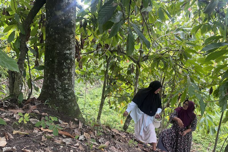 Beutong Ateuh: Belum pulih dari banjir bandang, izin tambang datang