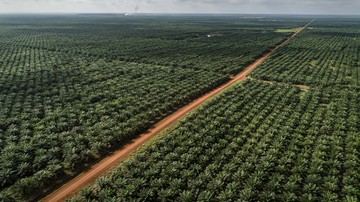 Apakah Tanaman Sawit Bisa Menggantikan Hutan? Begini Pendapat Pakar
