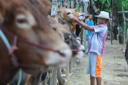 Upaya Pamekasan mendukung swasembada daging dengan sapi Madura