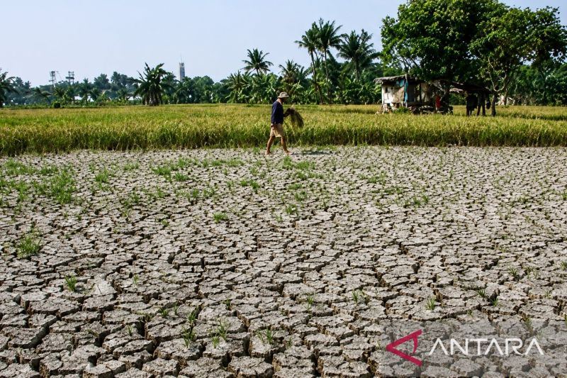 UNECE: Kekeringan dan gelombang panas perparah tekanan pada hutan