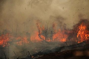 Pakar Konservasi Beberkan Alasan Karhutla Sulit Padam, Pemulihan Tak Cukup 10 Tahun