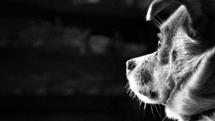 Hari Anjing Sedunia, Ini Sejarah dan Cara Merayakannya