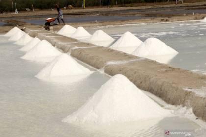 Indef nilai NTT prospektif jadi basis produksi garam industri
