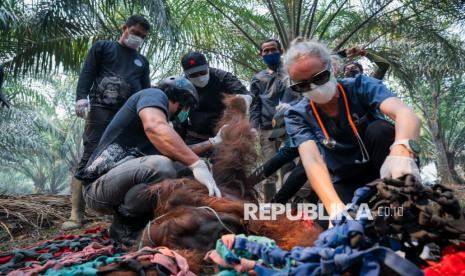 Ketika Api Membakar Rumah Satwa Kalimantan