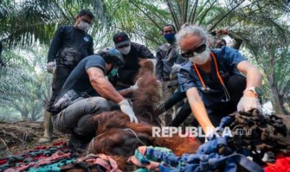 Ketika Api Membakar Rumah Satwa Kalimantan