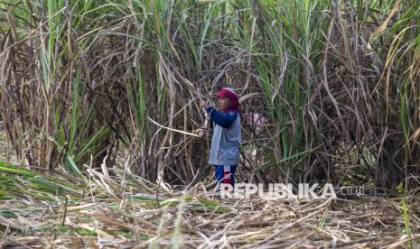 Unjuk Rasa ke Istana, Petani Tebu dari Cirebon Bergerak ke Jakarta