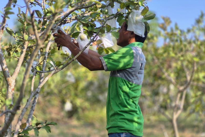 Lapas Palu libatkan warga binaan budidaya tanaman hortikultura