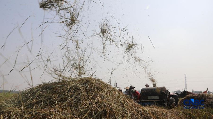 Potret Petani Panen Padi Saat Kekeringan, Air BKT Jadi Penyelamat