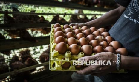 AFFA Gelar Pameran Telur Ayam di TIM, Soroti Perlindungan Hewan