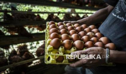 AFFA Gelar Pameran Telur Ayam di TIM, Soroti Perlindungan Hewan