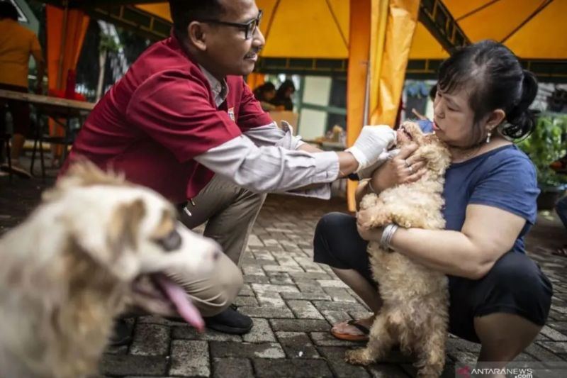 Rekomendasi PDHI jadi tahapan pemenuhan izin praktik dokter hewan