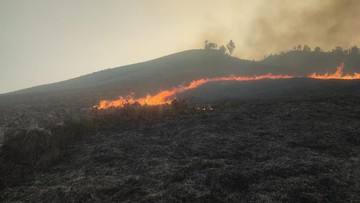 Sabana Dekat Bukit Teletubbies Kebakaran, Akses Bromo via Jemplang Ditutup