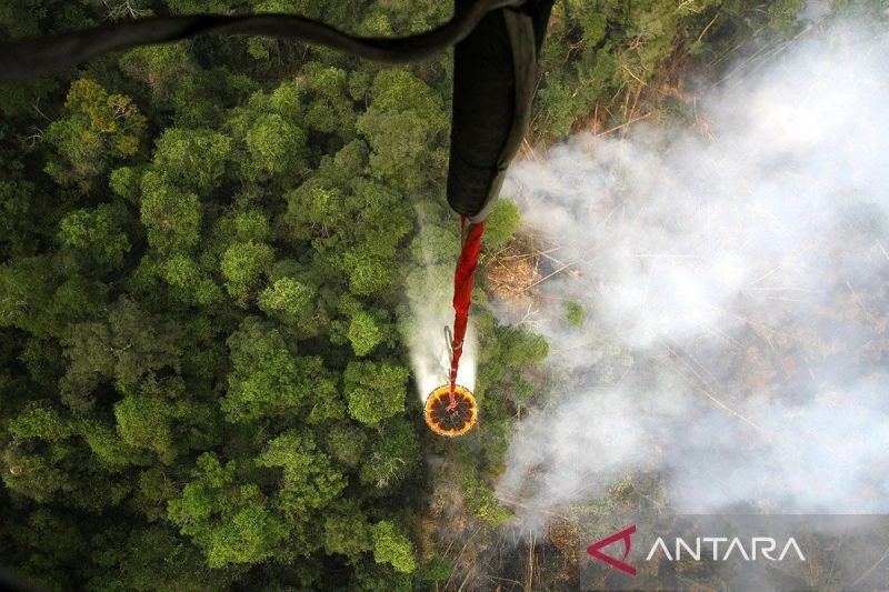 Hutan terbakar, biodiversitas dan DNA Sustainability ikut terancam