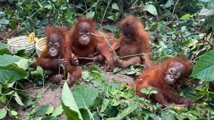 Kenapa Bayi-bayi Orang Utan Bisa Berada di Hutan India?