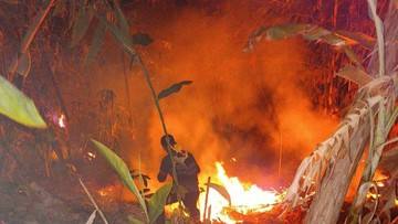 6 Hektare Lahan di Pandeglang Terbakar, Api Diduga dari Puntung Rokok