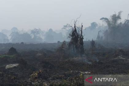 BKSDA Jambi pastikan kebakaran tidak mengganggu habitat gajah