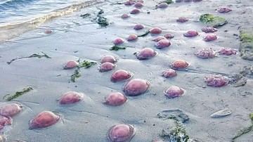 Heboh Ubur-ubur Merah Muda Muncul di Pantai Buton Tengah, BMKG Beri Penjelasan