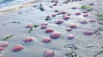 Heboh Ubur-ubur Merah Muda Muncul di Pantai Buton Tengah, BMKG Beri Penjelasan