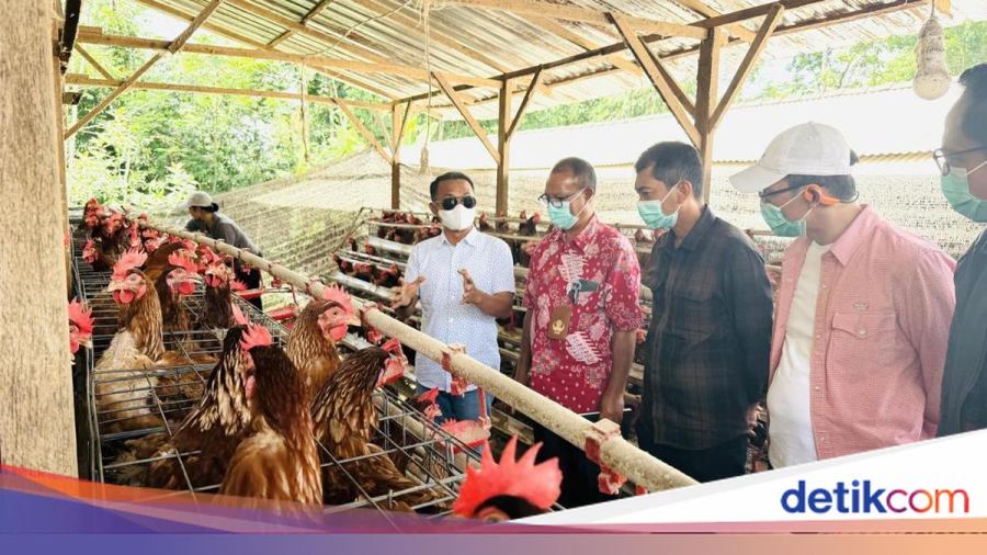 Bupati Bone Siapkan Hilirisasi Ayam Terintegrasi Usai Studi Tiru di Bali