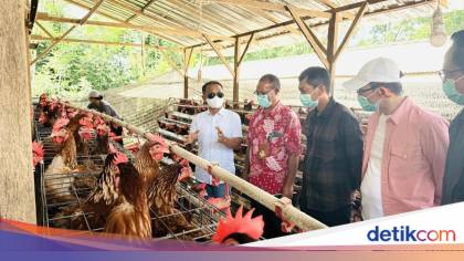 Bupati Bone Siapkan Hilirisasi Ayam Terintegrasi Usai Studi Tiru di Bali