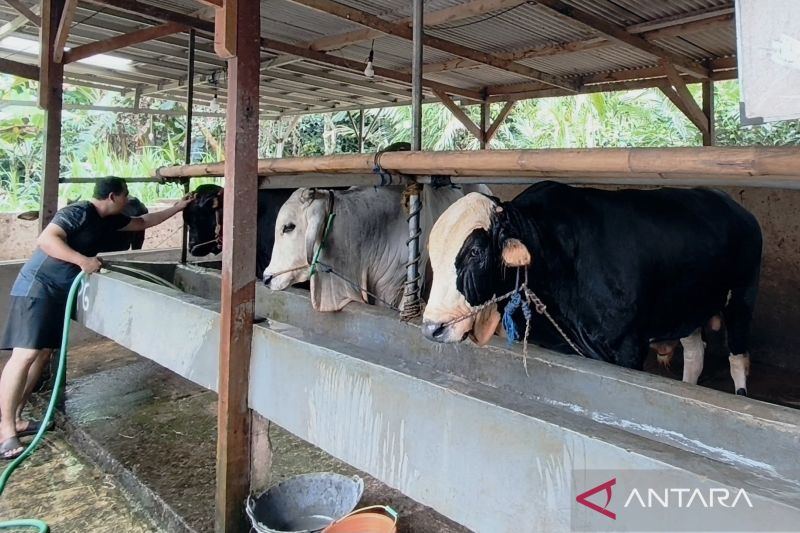 Barantin minta peternak waspadai ancaman penyakit hewan saat kemarau