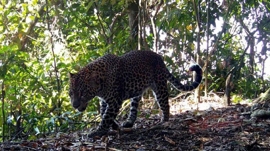 Menyusuri Gunung Halimun Salak, Rumah 51 Macan Tutul Jawa