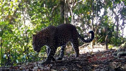 Menyusuri Gunung Halimun Salak, Rumah 51 Macan Tutul Jawa