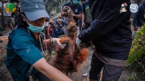Orang Utan Sampurna Mati Imbas Karhutla, PDHI: Pertanda Ancaman Kesehatan Lingkungan