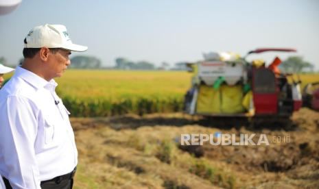 Angka Tetap BPS: Produksi Beras Januari–April 2026 Tumbuh, Luas Panen dan Produksi Padi Ikut Naik