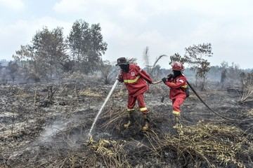 Apakah Tepung Ubi-Singkong Efektif untuk Memadamkan Karhutla? Pakar Beri Jawaban Ini