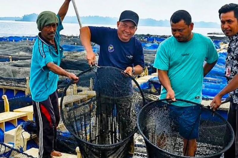 Pemkab dorong pengembangan budi daya ikan kerapu di Kepulauan Seribu