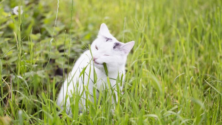 Tanaman yang Disukai Kucing, Aromanya Bikin Nyaman