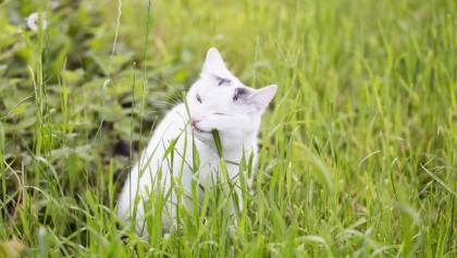 Tanaman yang Disukai Kucing, Aromanya Bikin Nyaman