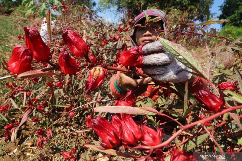8 manfaat teh rosella untuk kesehatan tubuh