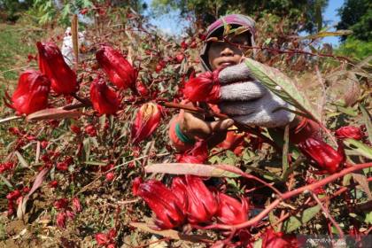 8 manfaat teh rosella untuk kesehatan tubuh