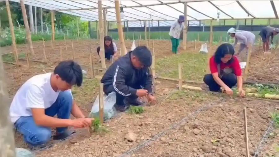 Bunga Krisan Buka Peluang Ekonomi di Tana Toraja, Pokdarwis Kini Punya 10 Anggota