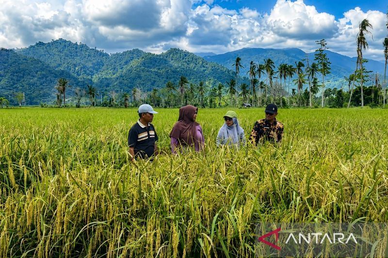 Sawah terdampak bencana di Padang Pariaman pulih dan segera panen