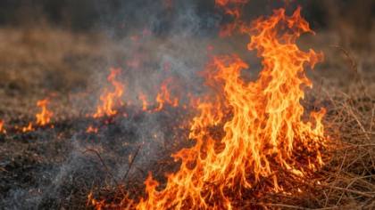 IKN Dilanda Karhutla, 400 Hektare Lahan Terbakar