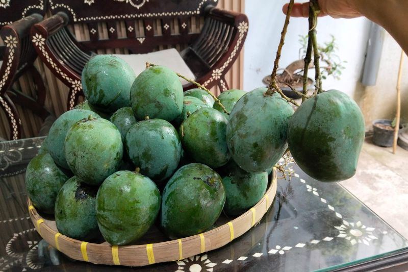 Mangga bukan cuma manis, ini 5 manfaatnya bagi kesehatan