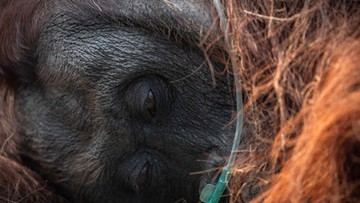 Orang Utan Sampurna Mati Imbas Karhutla, Gubes UGM Ingatkan Ancaman Punahnya Habitat