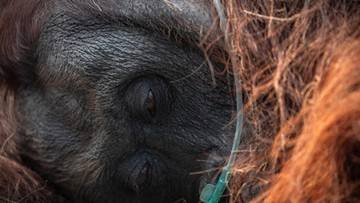 Orang Utan Sampurna Mati Imbas Karhutla, Gubes UGM Ingatkan Ancaman Punahnya Habitat