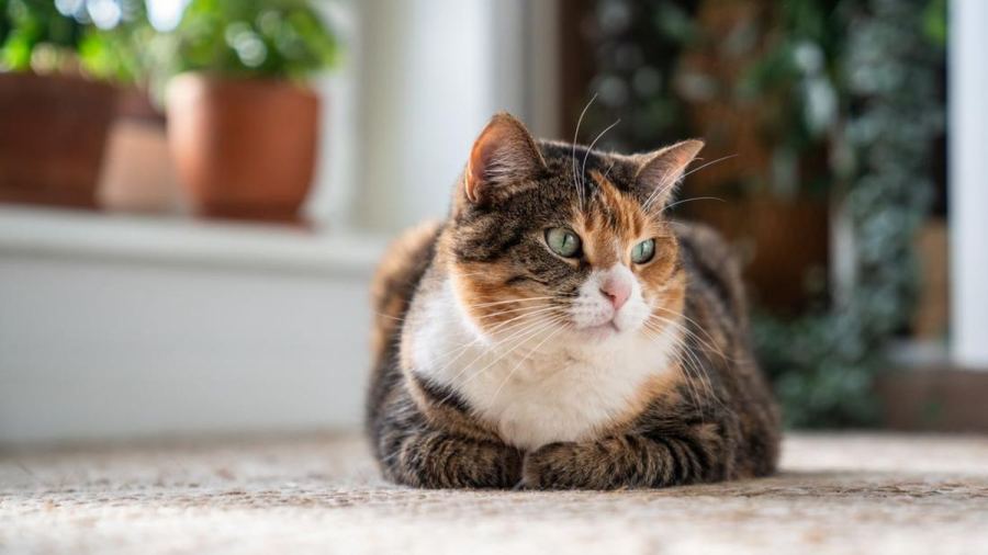 3 Penyakit yang Banyak Dialami Kucing di Indonesia