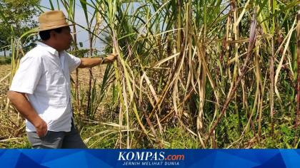 1.000 Petani Tebu Bakal Demo di Depan Istana Tuntut HPP Gula Naik