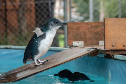 Negara bagian Australia dorong vaksinasi penguin untuk lawan H5N1