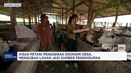 Video: Bapak-bapak dan Gen Alpha Kepincut Cuan Ternak Sapi, Ini Kisahnya