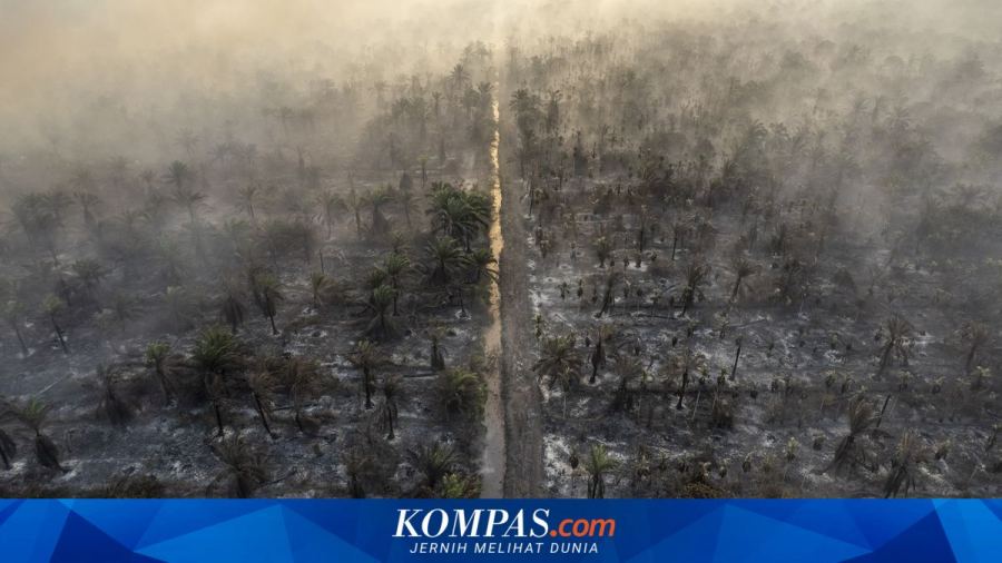 Karhutla Belum Reda: Titik Api Tambah, Manusia hingga Orangutan Terdampak