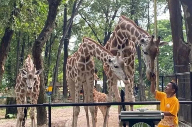 Penyesuaian tarif Ragunan demi pelayanan dan kesejahteraan satwa